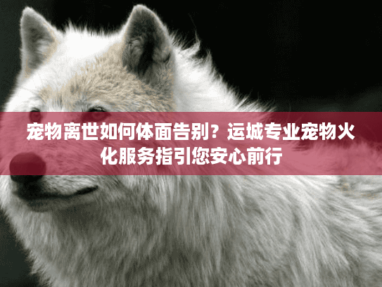 宠物离世如何体面告别？运城专业宠物火化服务指引您安心前行