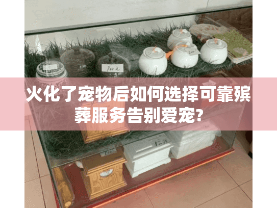 火化了宠物后如何选择可靠殡葬服务告别爱宠?