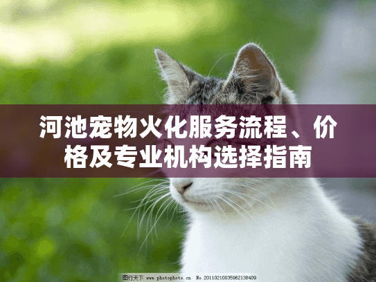 河池宠物火化服务流程、价格及专业机构选择指南