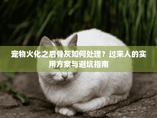 宠物火化之后骨灰如何处理？过来人的实用方案与避坑指南