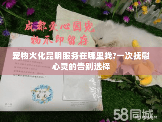 宠物火化昆明服务在哪里找?一次抚慰心灵的告别选择
