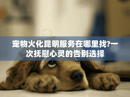 宠物火化昆明服务在哪里找?一次抚慰心灵的告别选择