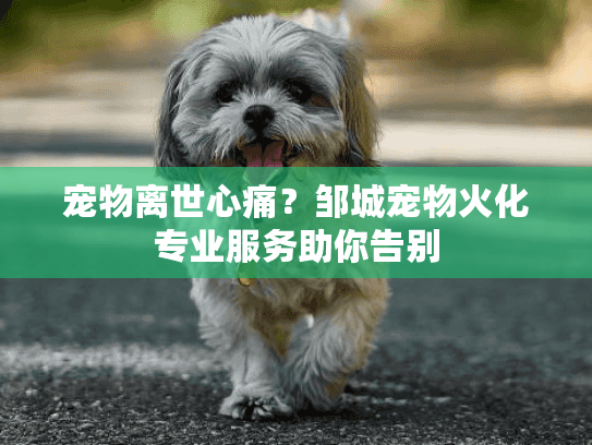 宠物离世心痛？邹城宠物火化专业服务助你告别