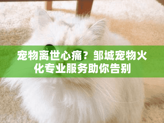 宠物离世心痛？邹城宠物火化专业服务助你告别
