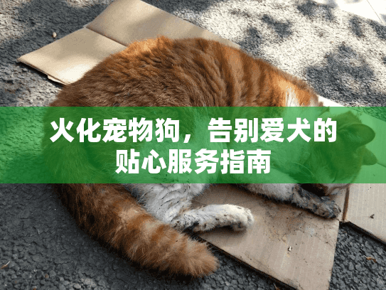 火化宠物狗，告别爱犬的贴心服务指南
