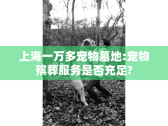 上海一万多宠物墓地:宠物殡葬服务是否充足?