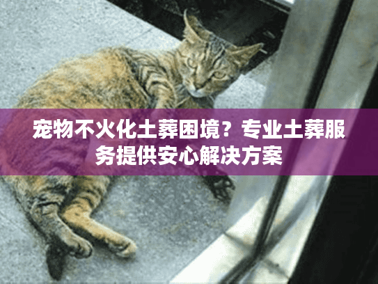 宠物不火化土葬困境？专业土葬服务提供安心解决方案