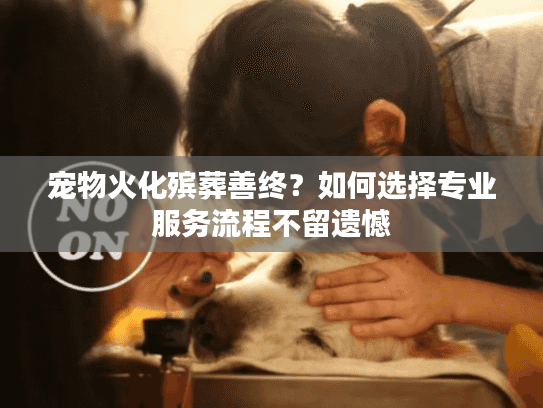 宠物火化殡葬善终？如何选择专业服务流程不留遗憾
