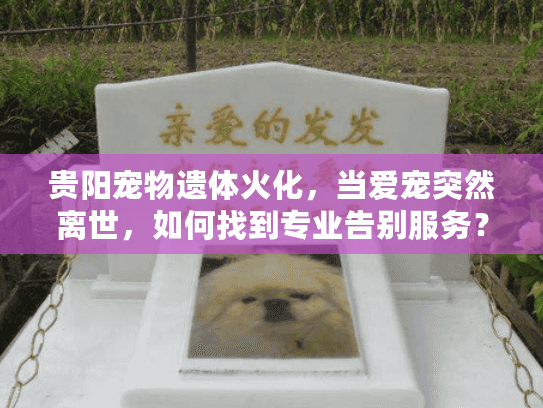 贵阳宠物遗体火化，当爱宠突然离世，如何找到专业告别服务？