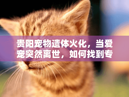 贵阳宠物遗体火化，当爱宠突然离世，如何找到专业告别服务？