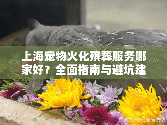 上海宠物火化殡葬服务哪家好？全面指南与避坑建议