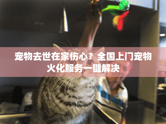 宠物去世在家伤心？全国上门宠物火化服务一键解决