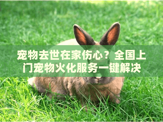 宠物去世在家伤心？全国上门宠物火化服务一键解决