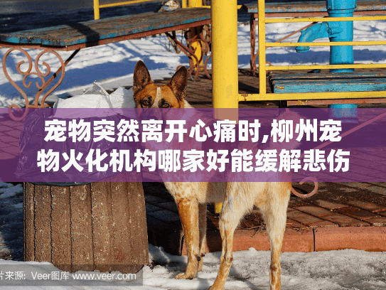 宠物突然离开心痛时,柳州宠物火化机构哪家好能缓解悲伤?