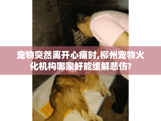 宠物突然离开心痛时,柳州宠物火化机构哪家好能缓解悲伤?