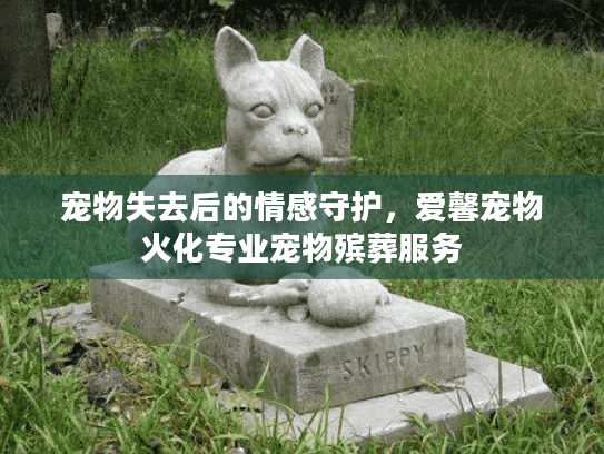 宠物失去后的情感守护，爱馨宠物火化专业宠物殡葬服务