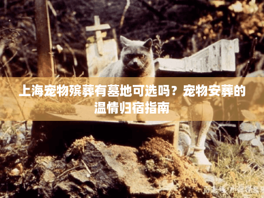 上海宠物殡葬有墓地可选吗？宠物安葬的温情归宿指南