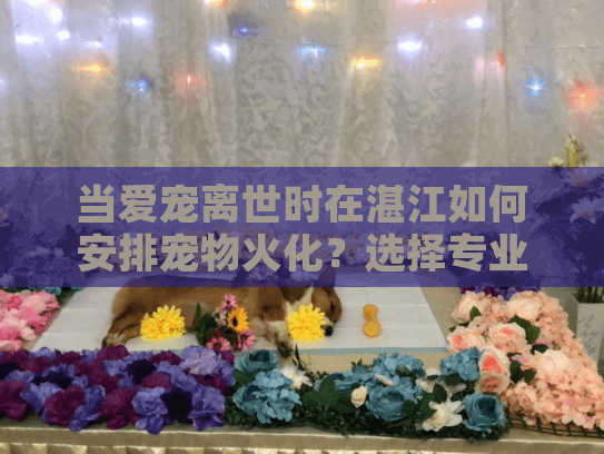 当爱宠离世时在湛江如何安排宠物火化？选择专业服务的指南