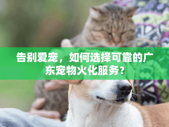 告别爱宠，如何选择可靠的广东宠物火化服务？