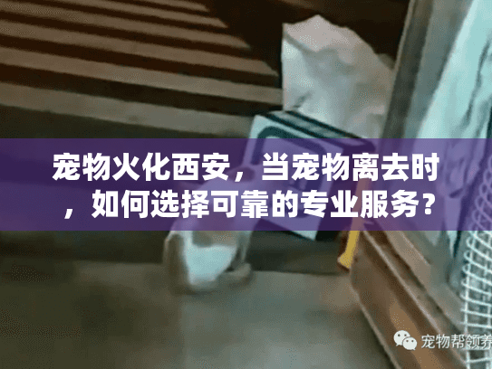 宠物火化西安，当宠物离去时，如何选择可靠的专业服务？