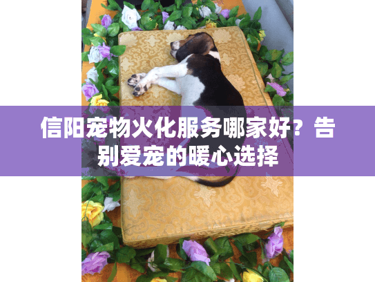 信阳宠物火化服务哪家好？告别爱宠的暖心选择
