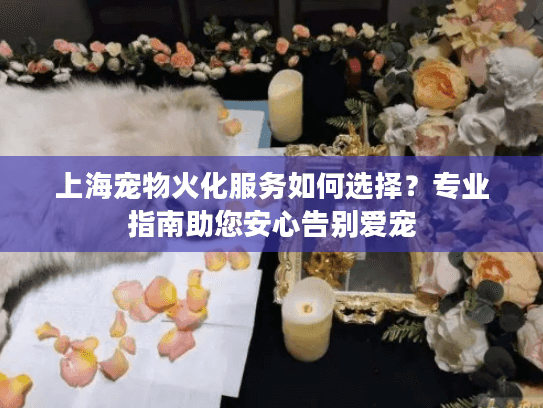 上海宠物火化服务如何选择？专业指南助您安心告别爱宠
