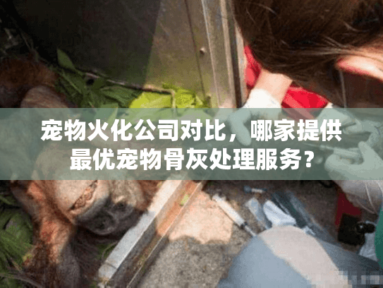 宠物火化公司对比，哪家提供最优宠物骨灰处理服务？