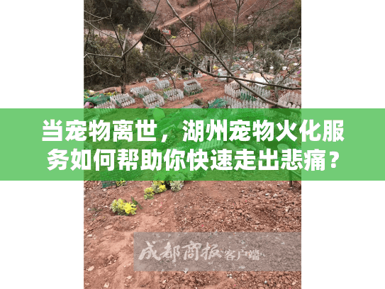 当宠物离世，湖州宠物火化服务如何帮助你快速走出悲痛？