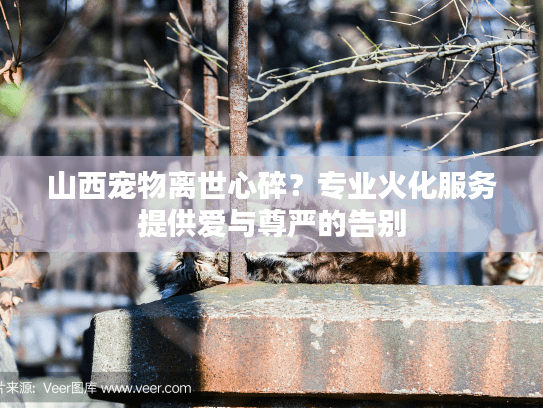 山西宠物离世心碎？专业火化服务提供爱与尊严的告别