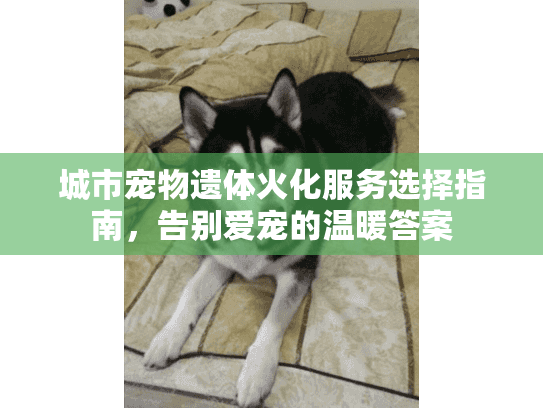 城市宠物遗体火化服务选择指南，告别爱宠的温暖答案