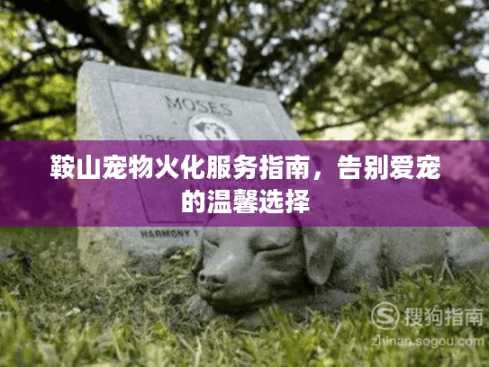 鞍山宠物火化服务指南，告别爱宠的温馨选择