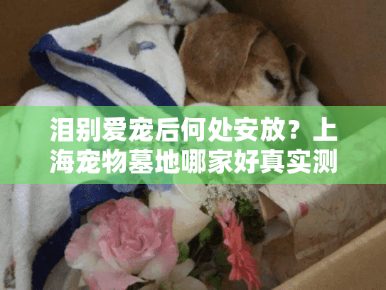 泪别爱宠后何处安放？上海宠物墓地哪家好真实测评