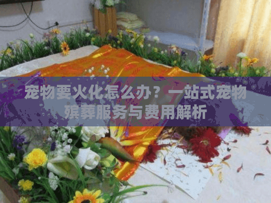 宠物要火化怎么办？一站式宠物殡葬服务与费用解析
