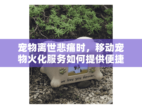 宠物离世悲痛时，移动宠物火化服务如何提供便捷解决方案？