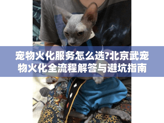 宠物火化服务怎么选?北京武宠物火化全流程解答与避坑指南