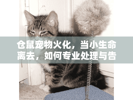 仓鼠宠物火化，当小生命离去，如何专业处理与告别？