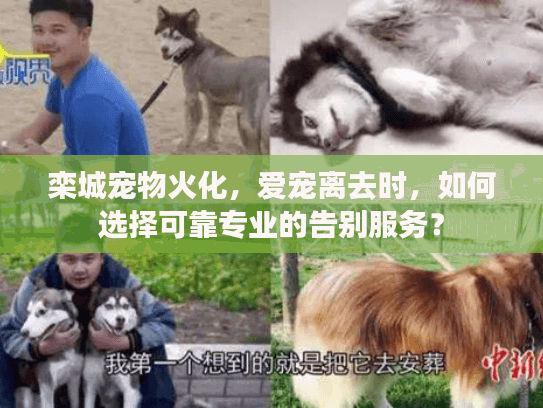栾城宠物火化，爱宠离去时，如何选择可靠专业的告别服务？