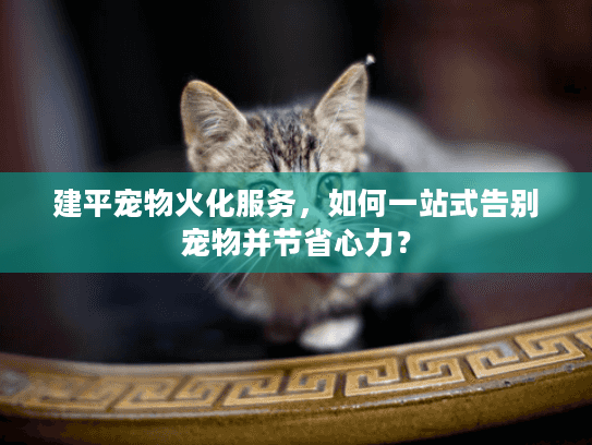 建平宠物火化服务，如何一站式告别宠物并节省心力？