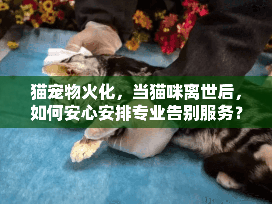 猫宠物火化，当猫咪离世后，如何安心安排专业告别服务？