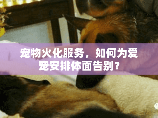 宠物火化服务，如何为爱宠安排体面告别？