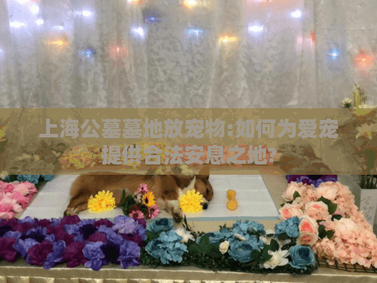 上海公墓墓地放宠物:如何为爱宠提供合法安息之地?