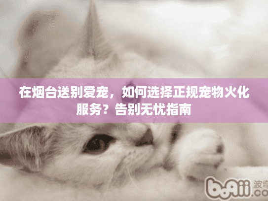 在烟台送别爱宠，如何选择正规宠物火化服务？告别无忧指南