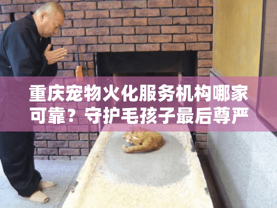 重庆宠物火化服务机构哪家可靠？守护毛孩子最后尊严的正确选择