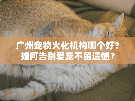 广州宠物火化机构哪个好？如何告别爱宠不留遗憾？