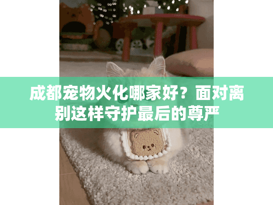 成都宠物火化哪家好？面对离别这样守护最后的尊严