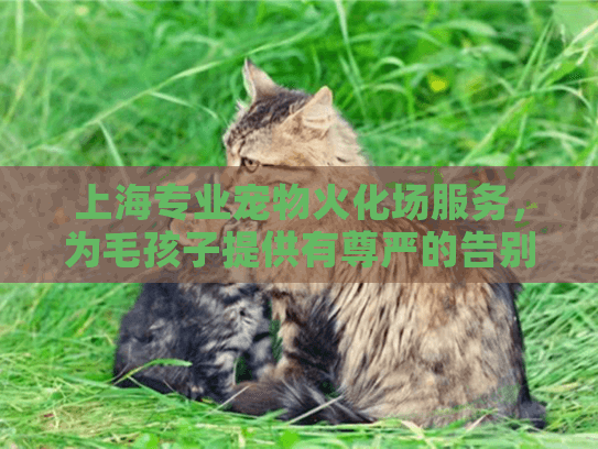 上海专业宠物火化场服务，为毛孩子提供有尊严的告别