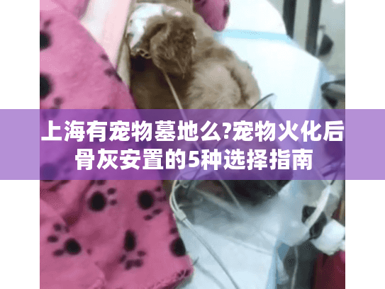 上海有宠物墓地么?宠物火化后骨灰安置的5种选择指南