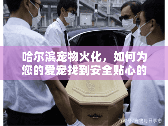 哈尔滨宠物火化，如何为您的爱宠找到安全贴心的告别服务？