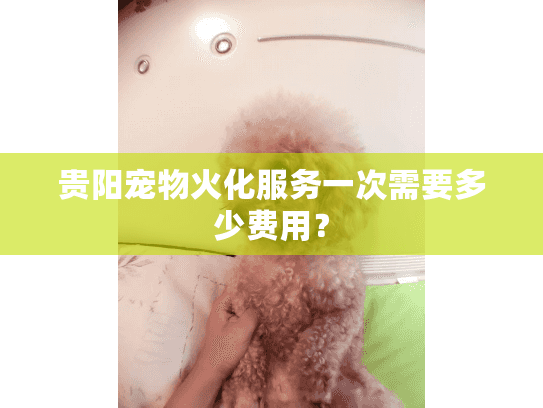 贵阳宠物火化服务一次需要多少费用？