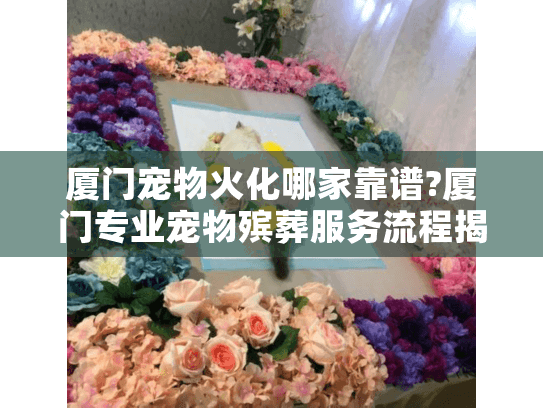 厦门宠物火化哪家靠谱?厦门专业宠物殡葬服务流程揭秘